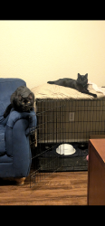 Lost Male Cat last seen west fort hood, Fort Hood, TX 76544