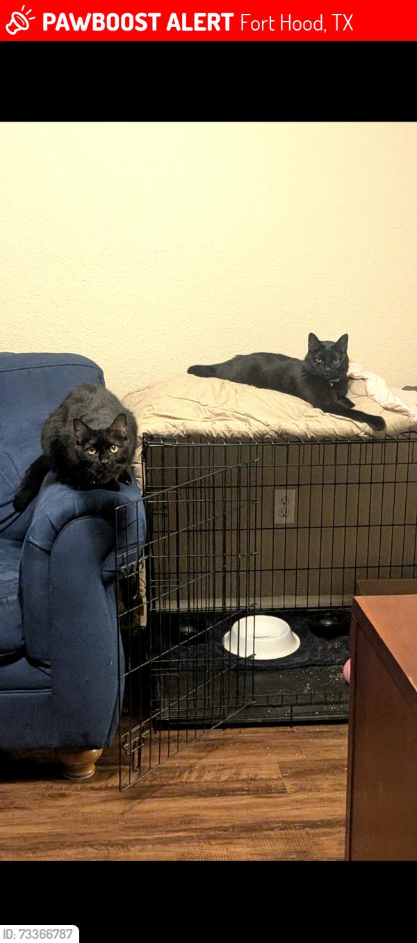 Lost Male Cat last seen west fort hood, Fort Hood, TX 76544