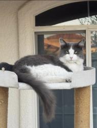 Lost Female Cat last seen Mesa st , festival hills dr, El Paso, TX 79912