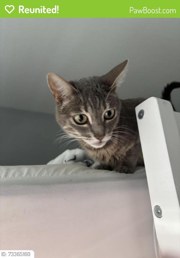 Reunited Female Cat last seen greenlee drive, San Jose, CA 95117