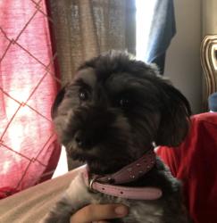 Reunited Female Dog last seen Joshua hills drive, Palmdale, CA 93550