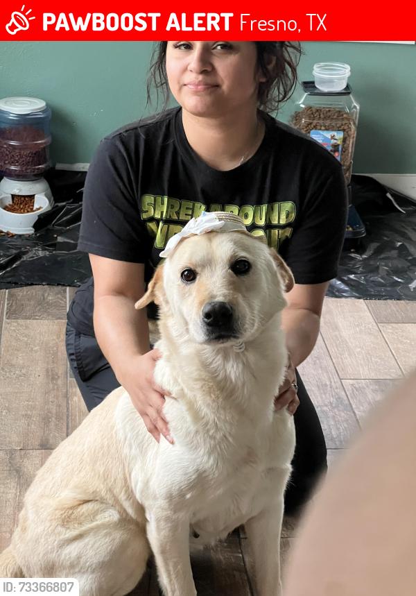 Lost Female Dog last seen Blue heather ln, eaglewood trails, Fresno, TX 77545