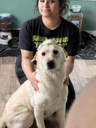 Lost Female Dog last seen Blue heather ln, eaglewood trails, Fresno, TX 77545