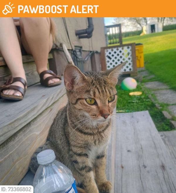 Found/Stray Female Cat last seen Wilmore Heights Road & Sierra Street, Summerhill PA, Summerhill Township, PA 15958