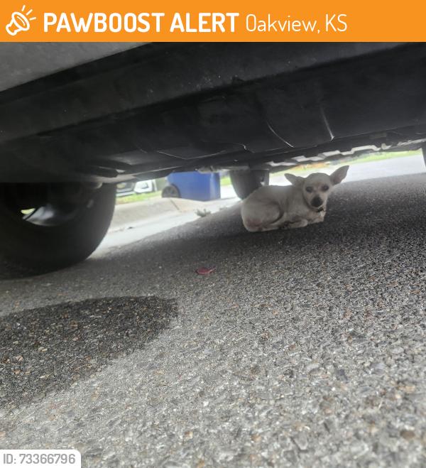 Found/Stray Female Dog last seen Cedardale and Idlewild dr, Oakview, KS 67216