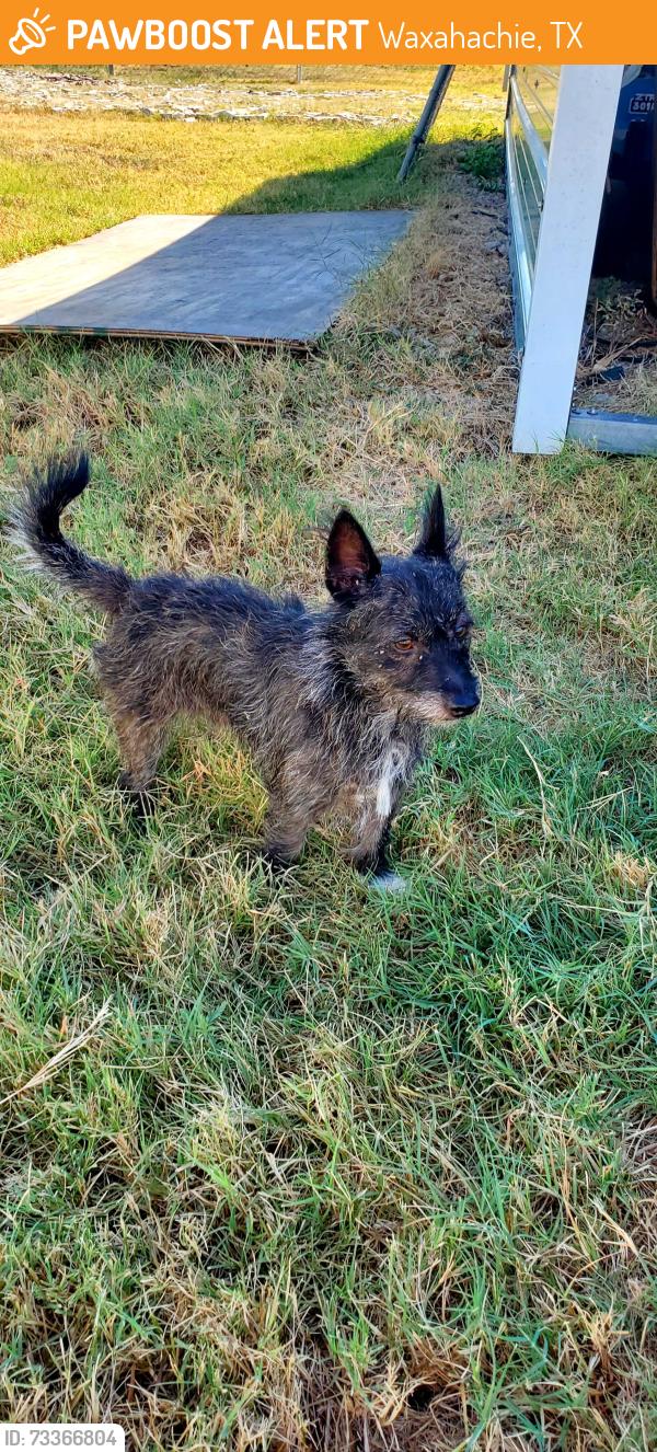 Found/Stray Unknown Dog last seen Farrar, Waxahachie, TX 75165