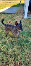 Found/Stray Unknown Dog last seen Farrar, Waxahachie, TX 75165