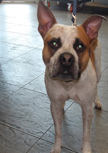 Shelter Stray Male Dog last seen , 11361 W Pico Blvd, Los Angeles, CA 90064, USA