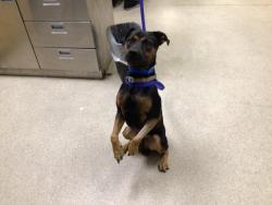 Shelter Stray Male Dog last seen Near BLOCK LIMONITE AVE, JURUPA VALLEY, CA, 6851 Van Buren Boulevard, Jurupa Valley, CA 92509, USA