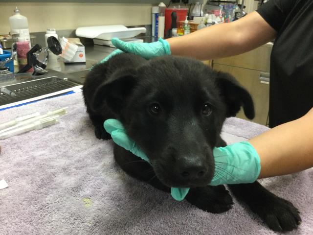 Shelter Stray Male Dog last seen Near BLOCK DAWES ST, PERRIS, CA, 6851 Van Buren Boulevard, Jurupa Valley, CA 92509, USA