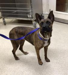 Shelter Stray Female Dog last seen Near BLOCK MARSHALL ST, PERRIS, CA, 6851 Van Buren Boulevard, Jurupa Valley, CA 92509, USA