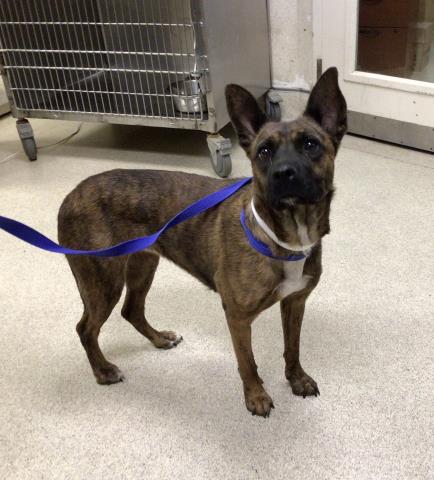 Shelter Stray Female Dog last seen Near BLOCK MARSHALL ST, PERRIS, CA, 6851 Van Buren Boulevard, Jurupa Valley, CA 92509, USA