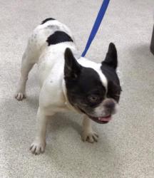 Shelter Stray Female Dog last seen Near BLOCK LOS AMIGOS CT, RIVERSIDE CA, 6851 Van Buren Boulevard, Jurupa Valley, CA 92509, USA