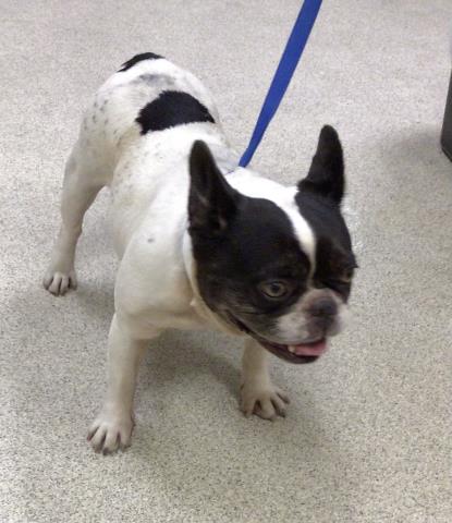 Shelter Stray Female Dog last seen Near BLOCK LOS AMIGOS CT, RIVERSIDE CA, 6851 Van Buren Boulevard, Jurupa Valley, CA 92509, USA