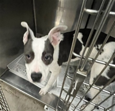 Shelter Stray Male Dog last seen , 14409 Vanowen St, Van Nuys, CA 91405, USA