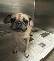 Shelter Stray Female Dog last seen , 14409 Vanowen St, Van Nuys, CA 91405, USA