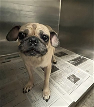 Shelter Stray Female Dog last seen , 14409 Vanowen St, Van Nuys, CA 91405, USA