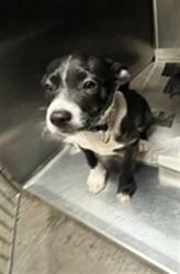 Shelter Stray Female Dog last seen , 14409 Vanowen St, Van Nuys, CA 91405, USA