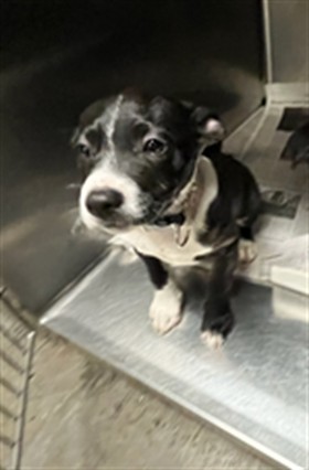 Shelter Stray Female Dog last seen , 14409 Vanowen St, Van Nuys, CA 91405, USA