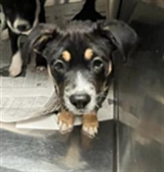 Shelter Stray Male Dog last seen , 14409 Vanowen St, Van Nuys, CA 91405, USA
