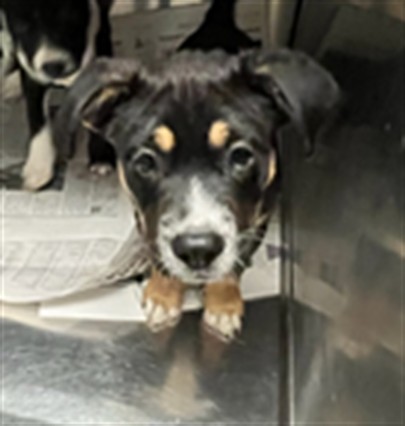 Shelter Stray Male Dog last seen , 14409 Vanowen St, Van Nuys, CA 91405, USA