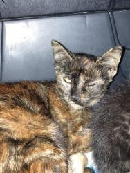 Shelter Stray Female Cat last seen Near BLOCK PACIFIC COAST HWY, LONG BEACH CA, 7700 E Spring St, Long Beach, CA 90815, USA