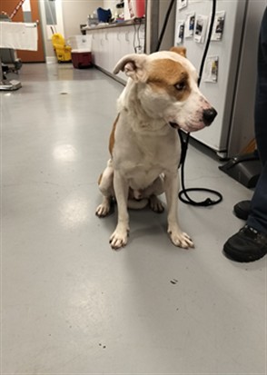 Shelter Stray Male Dog last seen , West Valley Animal Shelter, 20655 Plummer St, Chatsworth, CA 91311, USA