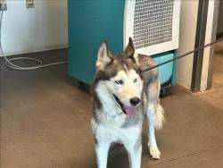 Shelter Stray Male Dog last seen , West Valley Animal Shelter, 20655 Plummer St, Chatsworth, CA 91311, USA
