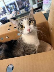 Shelter Stray Female Cat last seen , West Valley Animal Shelter, 20655 Plummer St, Chatsworth, CA 91311, USA