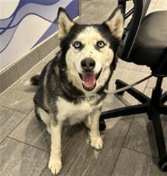 Shelter Stray Female Dog last seen , 2080 S Quebec St, Denver, CO 80231, USA