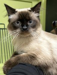 Shelter Stray Female Cat last seen Near BLOCK E 8TH ST, PUEBLO CO 81001, 4600 Eagleridge Pl, Pueblo, CO 81008, USA