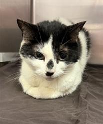 Shelter Stray Female Cat last seen PRINCETON SQ BLVD, 2020 Forest St, Jacksonville, FL 32204, USA