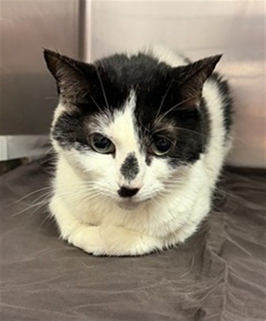 Shelter Stray Female Cat last seen PRINCETON SQ BLVD, 2020 Forest St, Jacksonville, FL 32204, USA