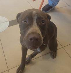 Shelter Stray Female Dog last seen GOULD RD AND HAMILTON ROAD, 19640 Dogpatch Ln, Land O' Lakes, FL 34638, USA