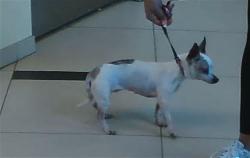 Shelter Stray Female Dog last seen WAVE CREST PL, 19640 Dogpatch Ln, Land O' Lakes, FL 34638, USA