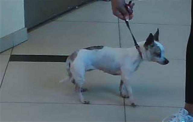 Shelter Stray Female Dog last seen WAVE CREST PL, 19640 Dogpatch Ln, Land O' Lakes, FL 34638, USA