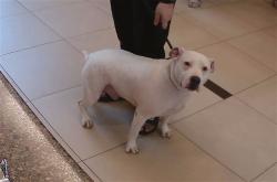 Shelter Stray Male Dog last seen SAN SALVADORE, 19640 Dogpatch Ln, Land O' Lakes, FL 34638, USA