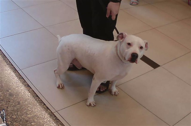 Shelter Stray Male Dog last seen SAN SALVADORE, 19640 Dogpatch Ln, Land O' Lakes, FL 34638, USA