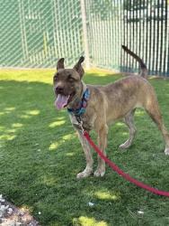 Shelter Stray Female Dog last seen Near BLOCK EMERALD AVE, 333 Chandler Pl, San Bernardino, CA 92408, USA