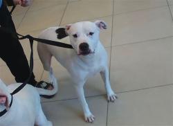 Shelter Stray Female Dog last seen SAN SALVADORE, 19640 Dogpatch Ln, Land O' Lakes, FL 34638, USA