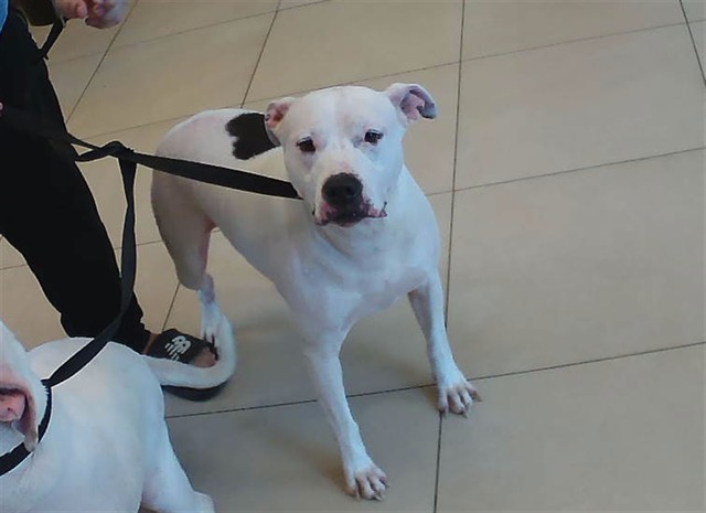 Shelter Stray Female Dog last seen SAN SALVADORE, 19640 Dogpatch Ln, Land O' Lakes, FL 34638, USA