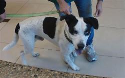 Shelter Stray Male Dog last seen LEAFSIDE LN, 19640 Dogpatch Ln, Land O' Lakes, FL 34638, USA