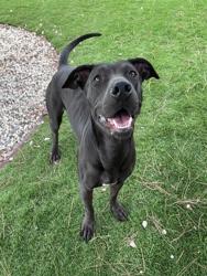 Shelter Stray Female Dog last seen Near BLOCK E. FAIRWAY, 333 Chandler Pl, San Bernardino, CA 92408, USA