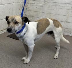 Shelter Stray Male Dog last seen H X MAGNOLIA, 333 Chandler Pl, San Bernardino, CA 92408, USA