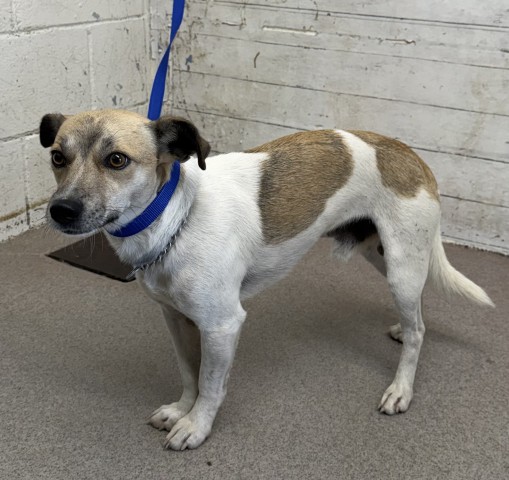 Shelter Stray Male Dog last seen H X MAGNOLIA, 333 Chandler Pl, San Bernardino, CA 92408, USA