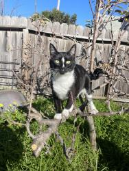 Reunited Male Cat last seen Ashby & California St, Berkeley, CA 94703