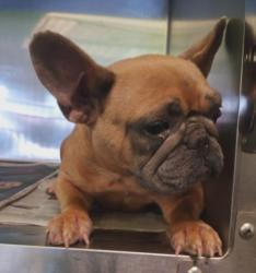 Shelter Stray Female Dog last seen , 1850 W 60th St, Los Angeles, CA 90047, USA