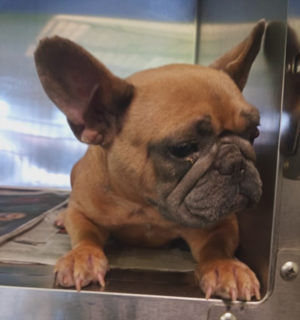 Shelter Stray Female Dog last seen , 1850 W 60th St, Los Angeles, CA 90047, USA