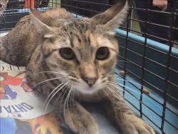 Shelter Stray Female Cat last seen , 3201 Lacy St, Los Angeles, CA 90031, USA
