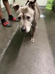 Shelter Stray Female Dog last seen , 1850 W 60th St, Los Angeles, CA 90047, USA